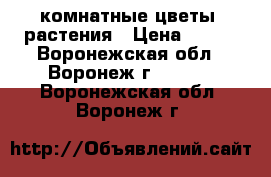 комнатные цветы, растения › Цена ­ 250 - Воронежская обл., Воронеж г.  »    . Воронежская обл.,Воронеж г.